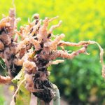 Close-up image of clubroot galls on a canola plant.
