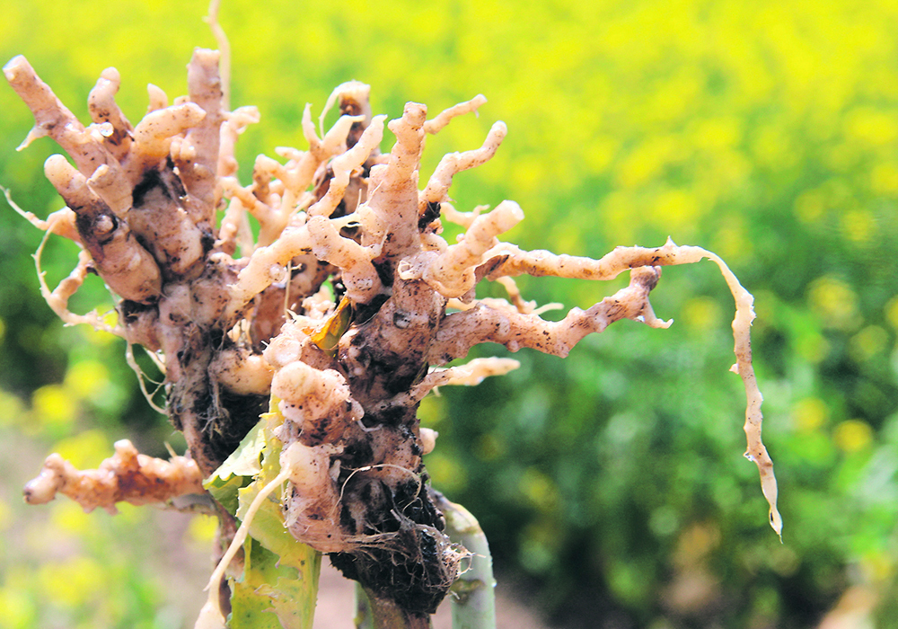 Close-up image of clubroot galls on a canola plant.