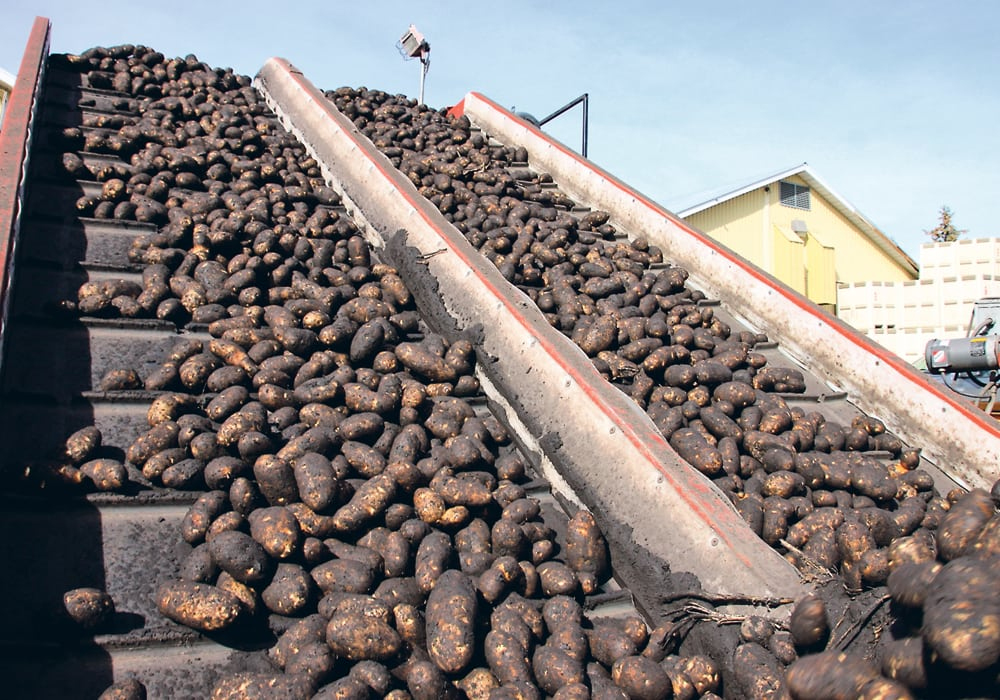 Potatoes go up two conveyor belts to be stored.