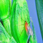 Growers should monitor fields for wheat midge during the most susceptible crop stage, from boot emergence until flowering. | File photo