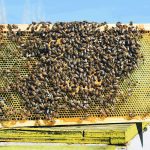 Bees cling to a honeycomb lifted from a bee hive.
