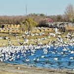 Hundreds of snow geese are both taking off and landing on a slough with some round hay bales stacked in the background.