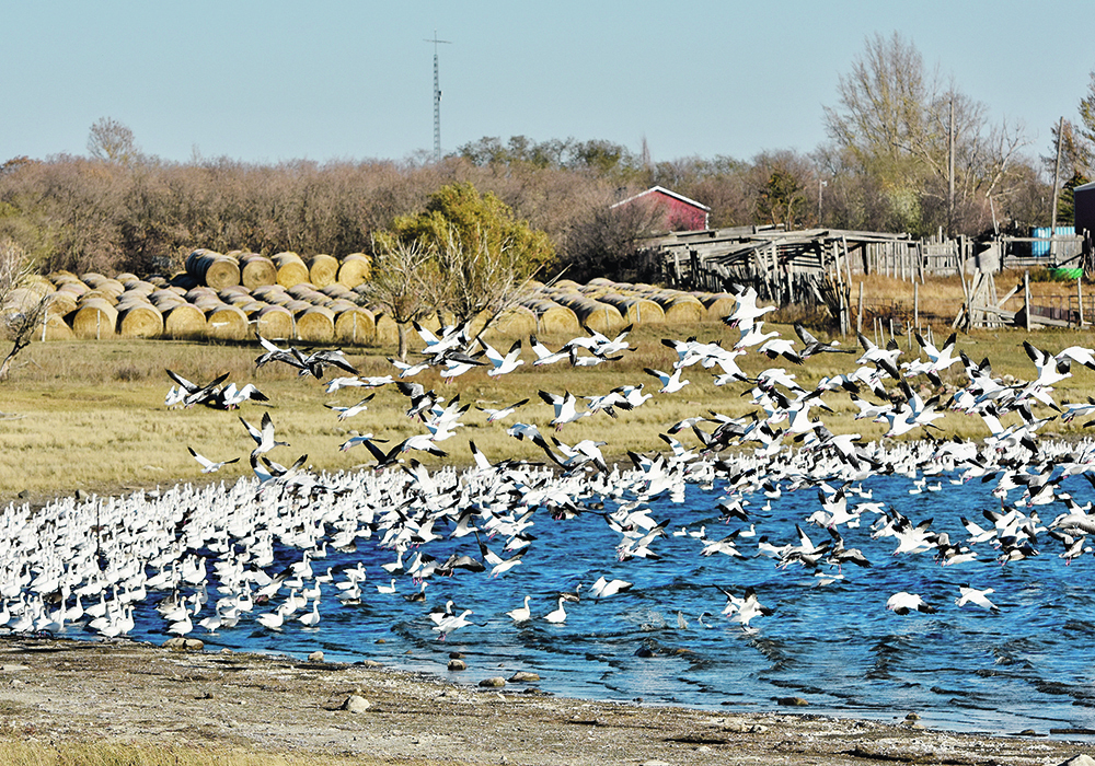 Hundreds of snow geese are both taking off and landing on a slough with some round hay bales stacked in the background.