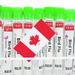 An illustration showing a large number of test tubes standing side-by-side each with identical labels on the reading, "bird flu," "test," and "positive." There is a Canadian flag on the tray holding the test tubes.