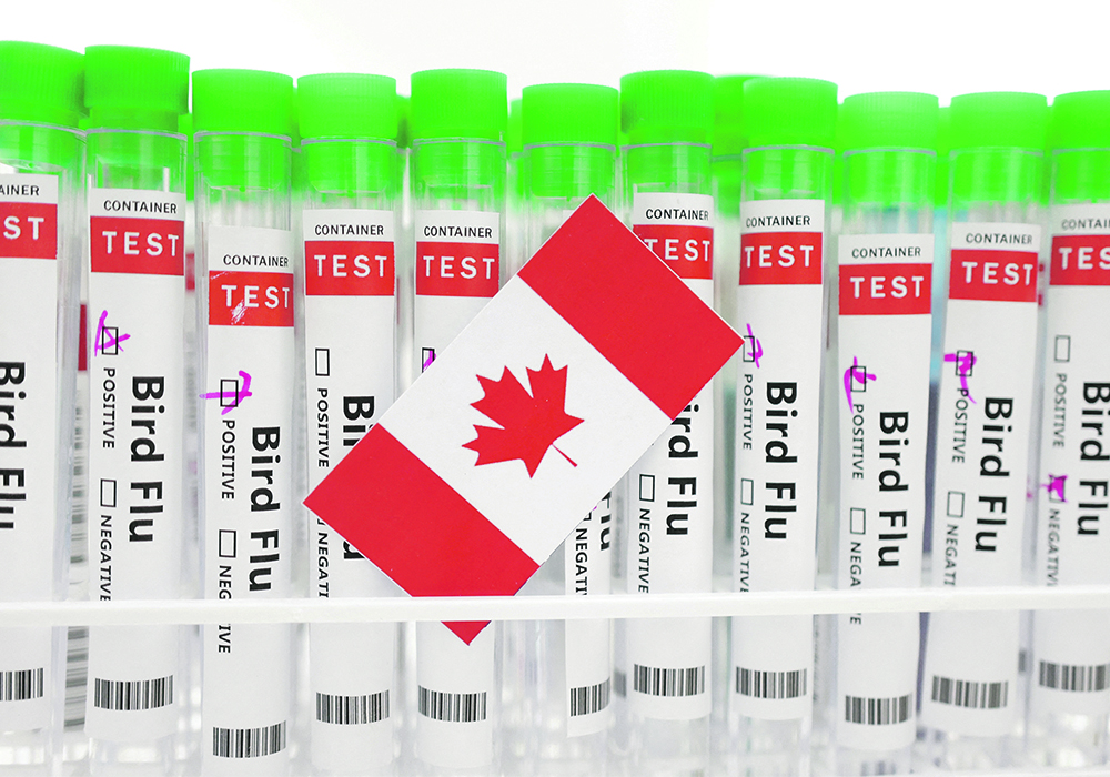 An illustration showing a large number of test tubes standing side-by-side each with identical labels on the reading, "bird flu," "test," and "positive." There is a Canadian flag on the tray holding the test tubes.