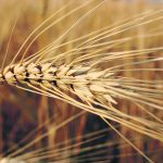 Close-up of the head of a ripe durum plant.