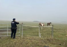 An RCMP officer leans on a gate while two horses are nearby in a pasture, there is considerable smoke in the air.