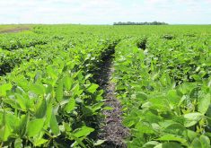 A close-to-ground-level photo of rows of immature, lush green soybean plants.
