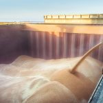 Wheat is loaded into the hold of a bulk carrier ship.