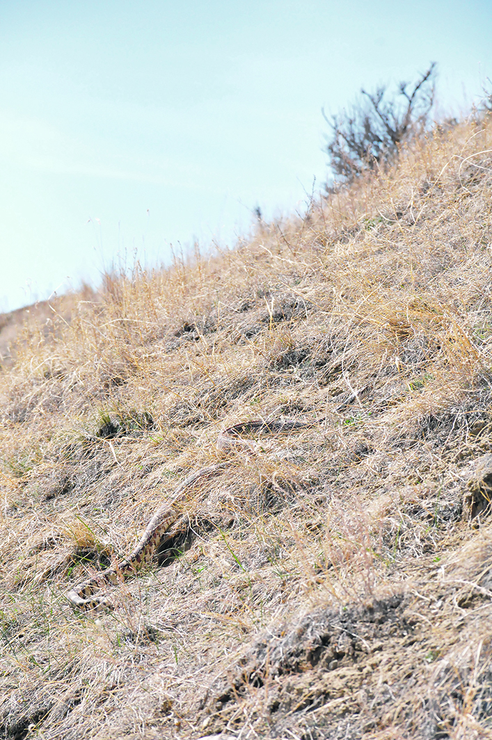 A bull snake slithers through the dried grass.