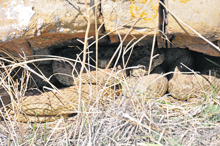 Two rattle snakes hide under a rock overhang.
