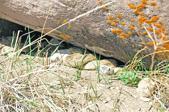 A rattle snake basks, half in and half out, of a crawl space beneath a rock.