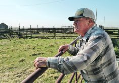 An older man leans on metal corral panels looking into the empty pen.