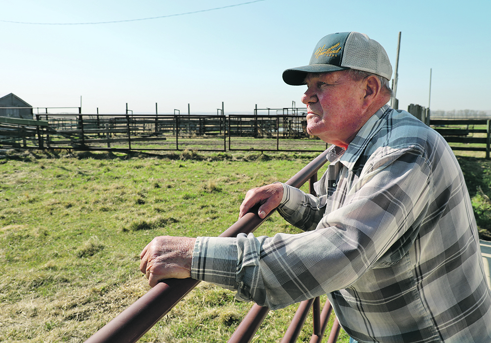 An older man leans on metal corral panels looking into the empty pen.