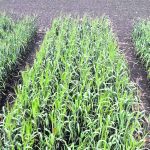 An ultra-early seeded wheat plot. The plants appear very healthy.