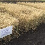 A test plot featuring healthy, mature wheat plants that were planted much earlier than normal.