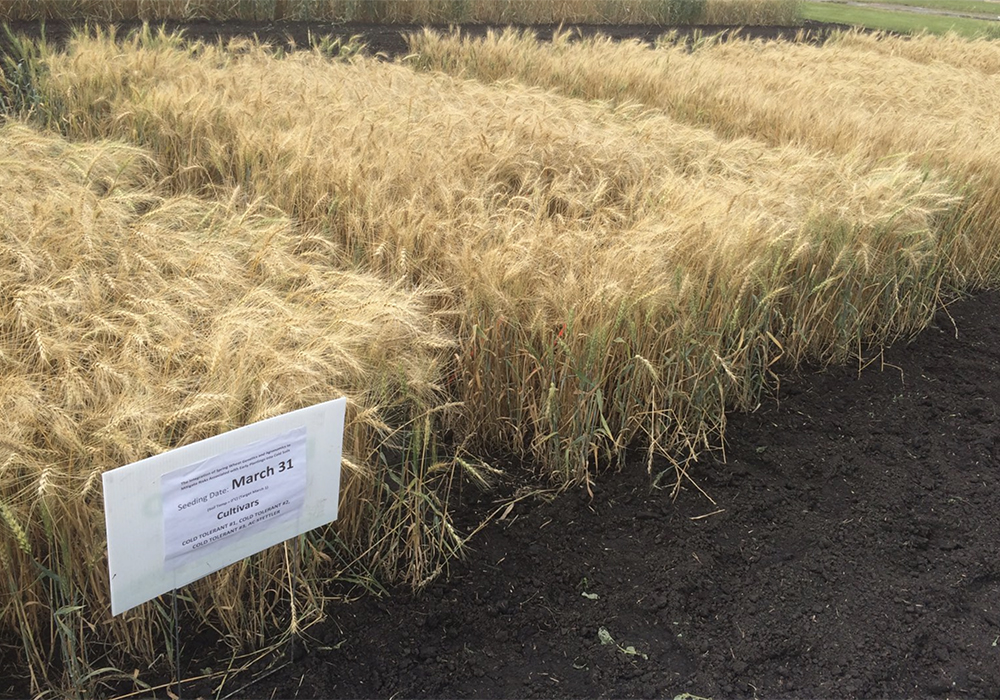 A test plot featuring healthy, mature wheat plants that were planted much earlier than normal.