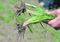 A researcher holds several wheat plants in his hands so the root systems of each plant are clearly visible.