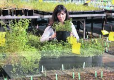 A woman looks at young alfalfa plants being grown in a university greenhouse.