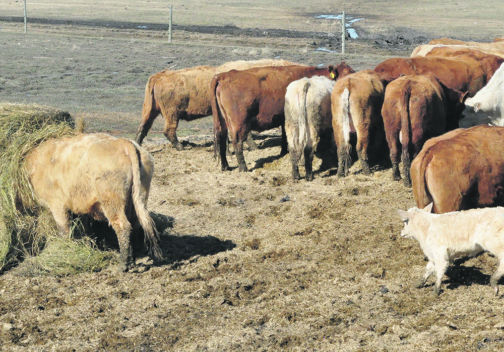 Cattle eating hay, one with its head stuck into a round bale, in a fenced corral.