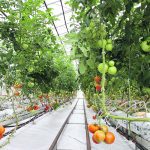 Tomatoes hang off plants inside a greenhouse.