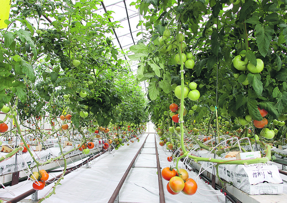 Tomatoes hang off plants inside a greenhouse.