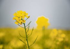 Close-up of a mustard plant in full bloom.