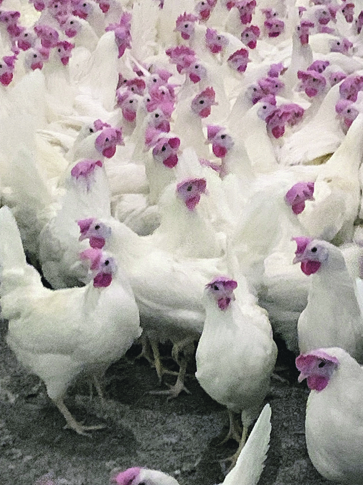 Free range chickens in the "enhanced cage system" at the