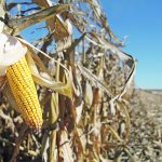 An ear of corn on a plant has had its leaves peeled back revealing a yellow cob ready to be harvested.