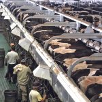 Overhead view of several workers in the aisle of a massive dairy barn.