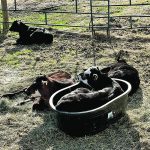 A calf relaxes in a black plastic stock watering tub.