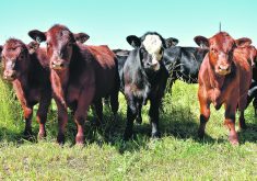 A group of calves stand staring at the camera in a lush green pasture.