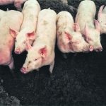 A number o pigs are standing in a pen with a dirt/mud floor.