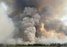 Smoke and flames can be seen rising hundreds of feet into the air over a forest.