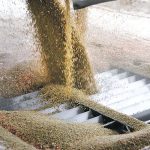 Green lentils are dumped from a grain truck at an inland terminal.
