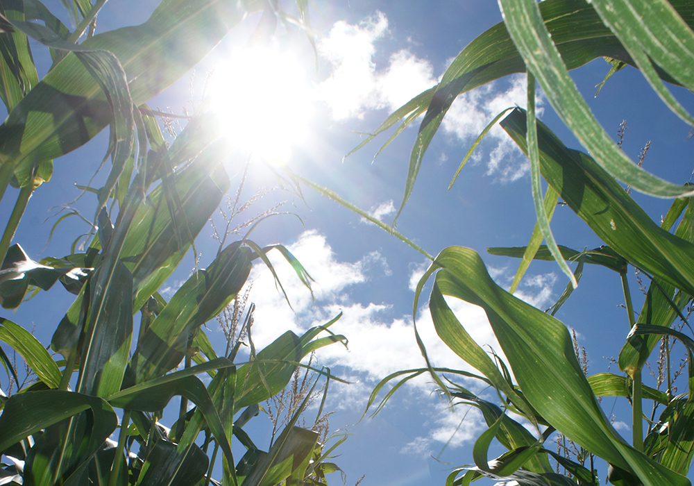The sun shines through a canopy of corn plant leaves.