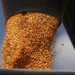 Close-up of an auger spout filling a truck with corn kernels.