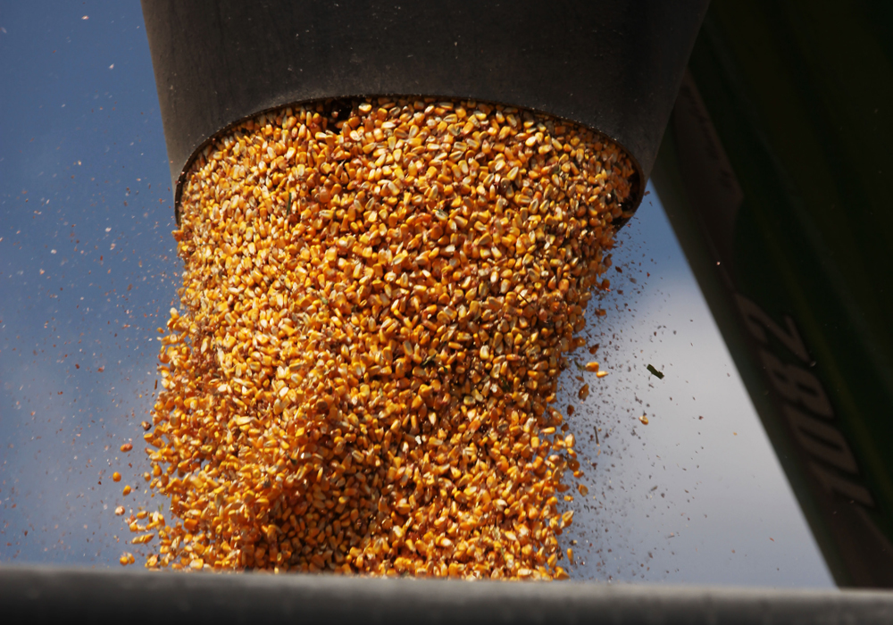 Close-up of an auger spout filling a truck with corn kernels.