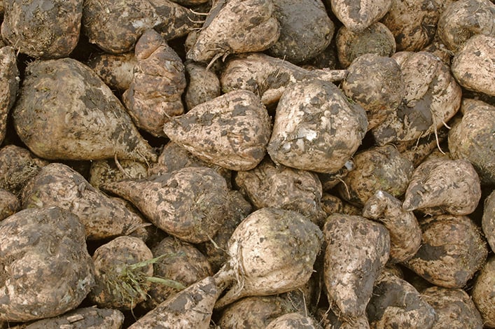 A close-up of freshly-picked sugar beets.