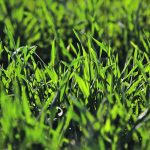 A lush rye cover crop.