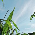 Sunlight shines through a canopy of corn plant leaves.