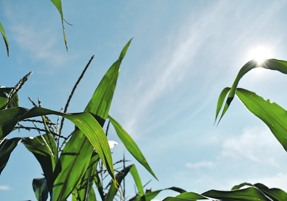 Sunlight shines through a canopy of corn plant leaves.