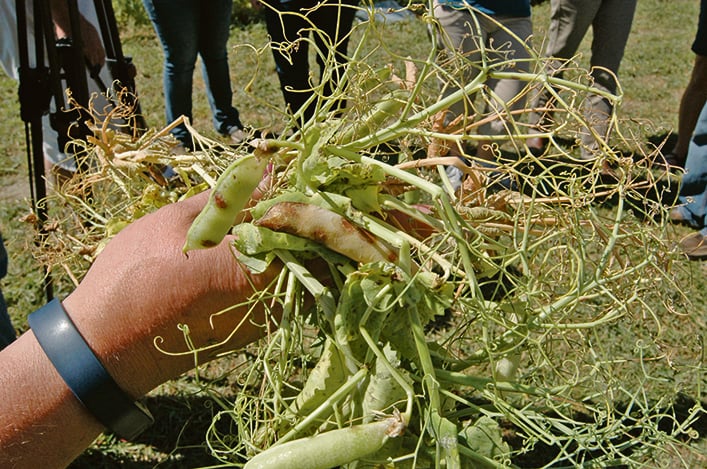 A researcher holds a pea plant showing the ravages of ascochyta blight.