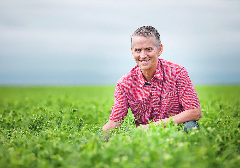 Tom Warkentin, a researcher from the University of Saskatchewan, kneels in a field of peas.