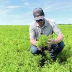 A man squats in a field looking at a handful of lentil plants.