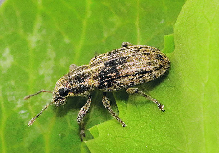 Close-up of a pea leaf weevil on a plant leaf.