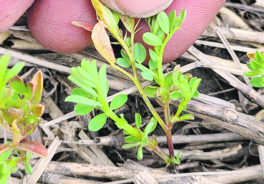 Close-up of a hand touching a small, green, winter-seeded lentil plant.