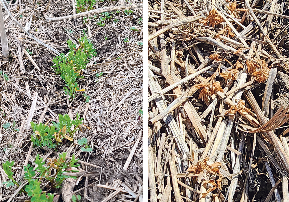 A split photo showing close-up photos of healthy, winter-seeded lentils on the left, and lentils that managed to emerge, but have since died, on the right.