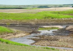 A gully has formed in a field where water has flowed and stripped soil.