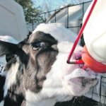 A young dairy calf is bottle fed outdoors.
